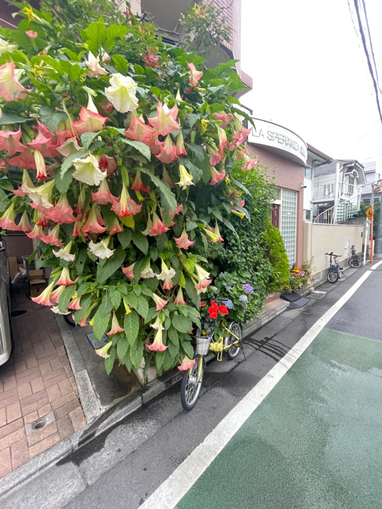 新宿庭院の屋-Shinjuku Garden Home -28 Square Meters King Size Bed Garden Room Tokyo Ngoại thất bức ảnh