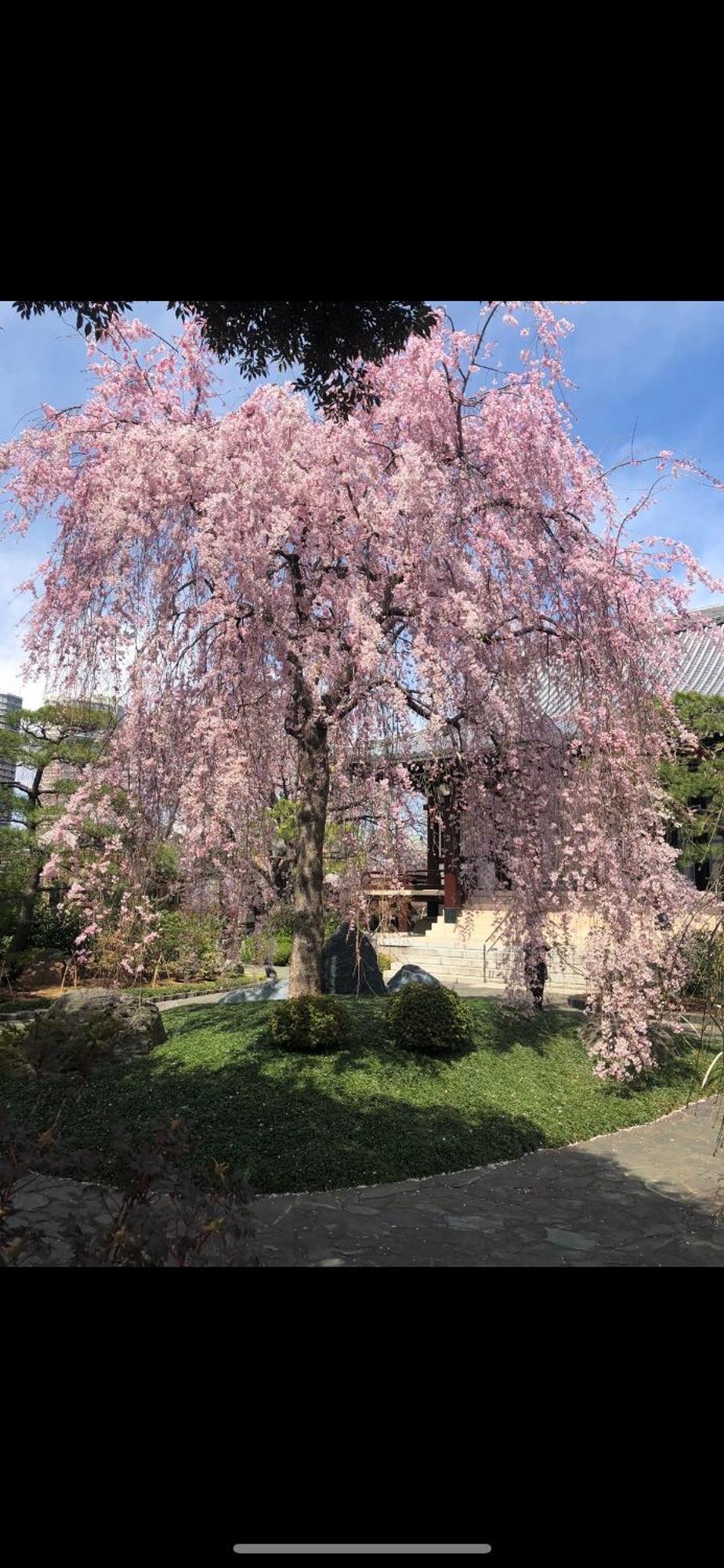 新宿庭院の屋-Shinjuku Garden Home -28 Square Meters King Size Bed Garden Room Tokyo Ngoại thất bức ảnh