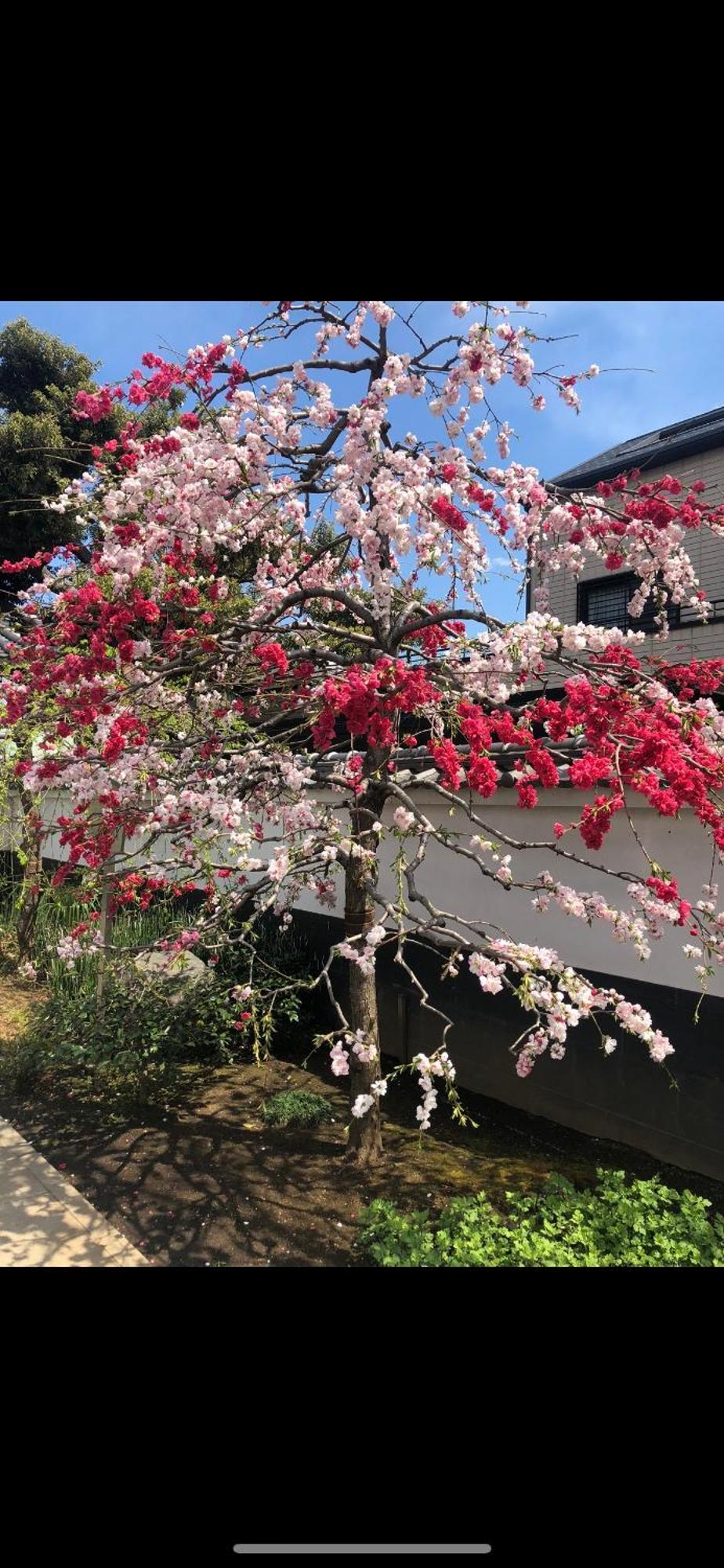 新宿庭院の屋-Shinjuku Garden Home -28 Square Meters King Size Bed Garden Room Tokyo Ngoại thất bức ảnh